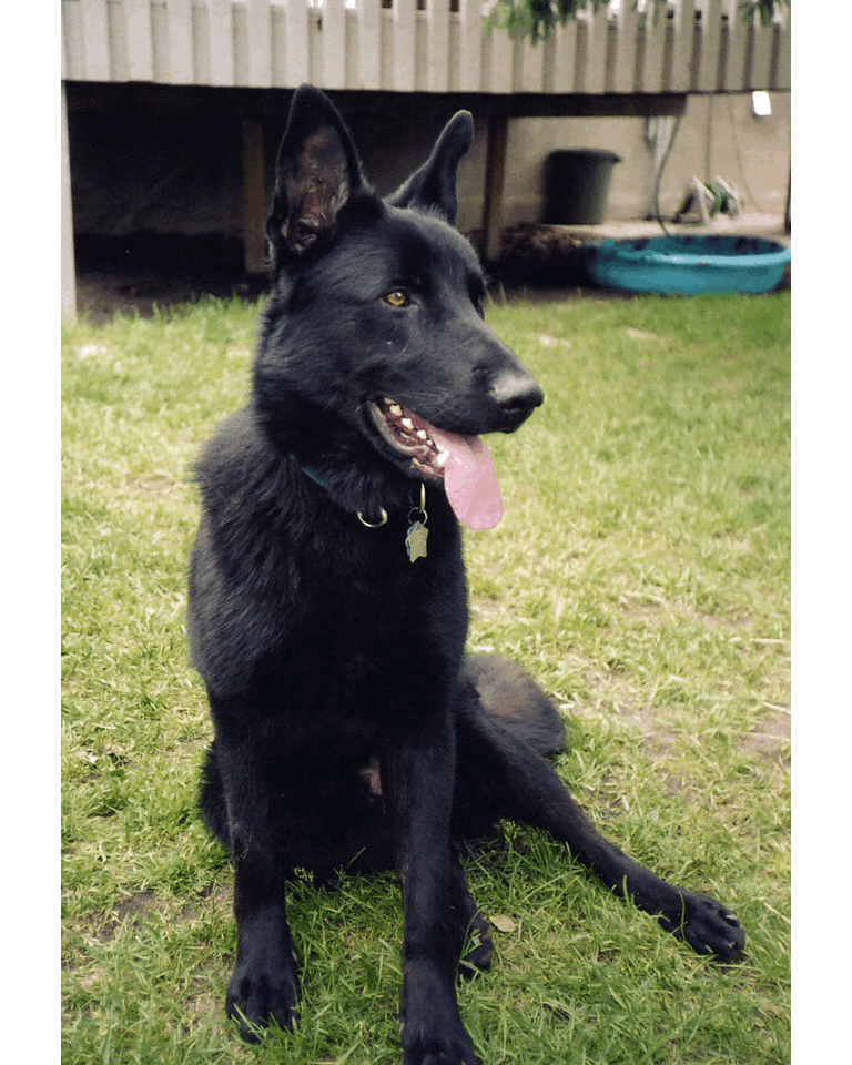 LINE アニメーションサンプル